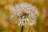 portfolio image thumbnail