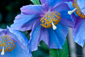 portfolio image thumbnail